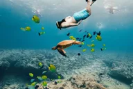 Kona Dolphin Watch Snorkel and BBQ Tour thumbnail 5