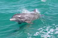 Clearwater Beach Dolphin Adventure thumbnail 2