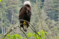 Ketchikan Wildlife and Waterfall Tour 90 min thumbnail 4