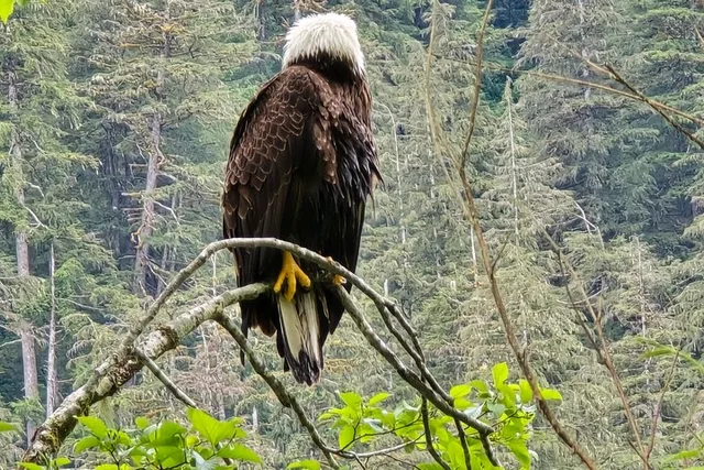 Ketchikan Wildlife and Waterfall Tour 90 min - Image 4