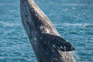Long Beach Whale Watching Cruise thumbnail 3
