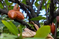Kauai Tropical Fruit Tasting Tour thumbnail 5