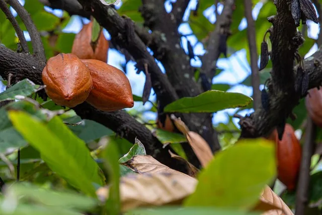 Kauai Tropical Fruit Tasting Tour - Image 5