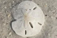 Shell Key Island Adventure with Dolphins and Shells thumbnail 4