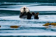 Sitka Whale Watching Tour with Naturalist thumbnail 1