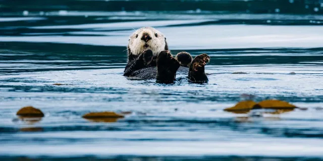 Sitka Whale Watching Tour with Naturalist - Image 1