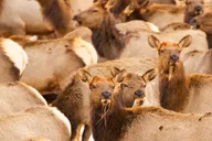 Jackson Wildlife and Snowshoe Tour in Grand Teton thumbnail 5