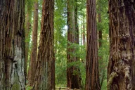 San Francisco Wine Country and Redwoods Tour with Hop-on Hop-off thumbnail 3