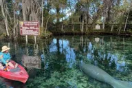 Crystal River Kayak Rental thumbnail 5