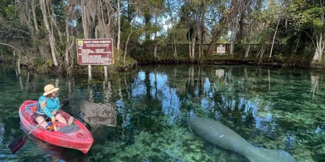 Crystal River Kayak Rental - Image 5
