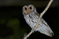 Salt Lake City Owling Experience thumbnail 2