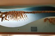 Washington DC Natural History Museum Guided Tour thumbnail 5