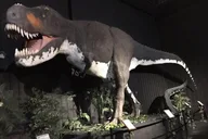 Branson Dinosaur Museum Admission thumbnail 4