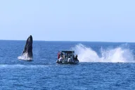 Oahu Swimming with Wild Dolphins Adventure thumbnail 6