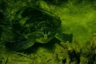 Crystal River Private Scalloping Adventure thumbnail 3