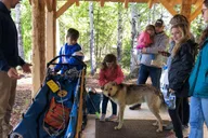Anchorage Dog Sled Ride in Willow thumbnail 3