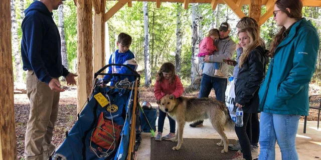 Anchorage Dog Sled Ride in Willow - Image 3
