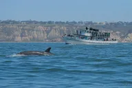 San Diego Whale Watching and Dolphin Cruise thumbnail 4