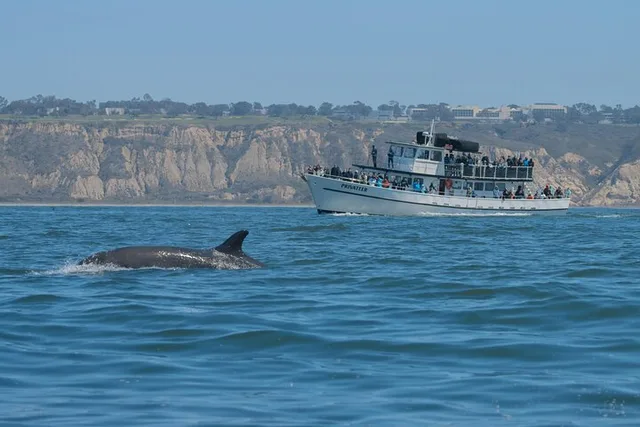 San Diego Whale Watching and Dolphin Cruise - Image 4