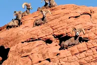 Las Vegas Valley of Fire Tour 4.5 hr thumbnail 4