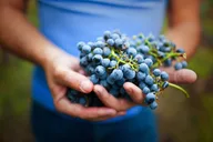 Sonoma Redwoods and Wine Country Tour thumbnail 3