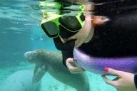 Crystal River Manatee Snorkel Tour thumbnail 2