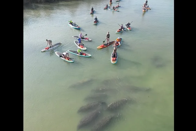New Smyrna Dolphin and Manatee Kayak Adventure - Image 2