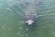 Indian River Lagoon Wildlife Tour thumbnail 2