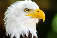 Ketchikan Wildlife and Sightseeing Tour thumbnail 5
