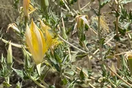 Los Angeles Naturalist's Batcaves Tour 1 hr thumbnail 5