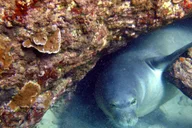 Maui Kayak and Snorkel Adventure at Olowalu 4 hr thumbnail 6