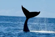 Lahaina Whale Watching Tour 2 hr thumbnail 6