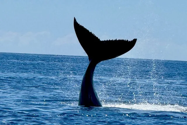 Lahaina Whale Watching Tour 2 hr - Image 6