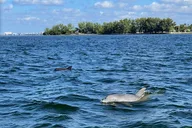 St. Petersburg Dolphin Watching Cruise 2 hr thumbnail 1