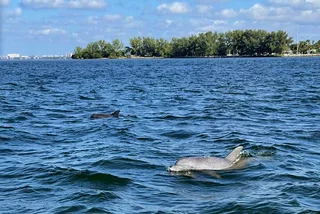 St. Petersburg Dolphin Watching Cruise 2 hr