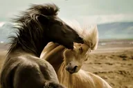 Cody Wild Mustang and Rafting Adventure thumbnail 6