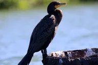 Sarasota Kayak Rentals and Wildlife Watch thumbnail 2