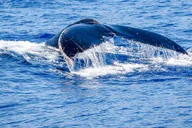 Maui Kayak and Snorkel Tour thumbnail 4