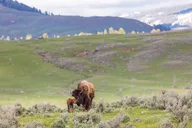 Yellowstone Wildlife Watching Tour thumbnail 6