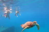 Oahu Marine Ecology Snorkel from Electric Beach thumbnail 3