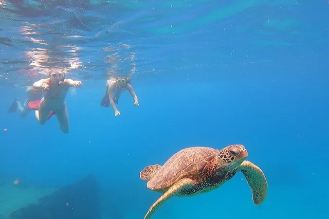 Oahu Marine Ecology Snorkel from Electric Beach - Image 3