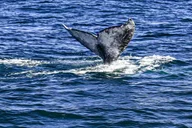 San Diego Dolphin Watch Sunset Cruise thumbnail 2