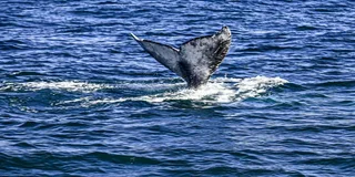 San Diego Whale Watching Cruise 3 hr