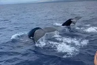 Kona Whale Watching Tour thumbnail 5
