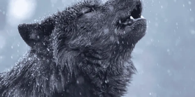 Bozeman Yellowstone Wolves and Winter Adventure 4 Days - Image 4