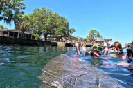 Crystal River Manatee Snorkeling Tour thumbnail 1