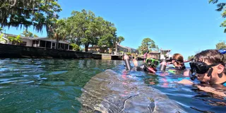 Crystal River Manatee Snorkeling Tour