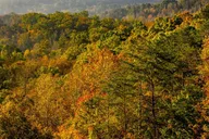 Pigeon Forge Roaring Fork Jeep Tour 2.5 hr thumbnail 6