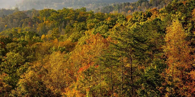 Pigeon Forge Roaring Fork Jeep Tour 2.5 hr - Image 6