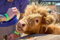 Fredericksburg Cow Cuddling Experience thumbnail 5